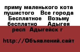 приму маленького кота пушистого - Все города Бесплатное » Возьму бесплатно   . Адыгея респ.,Адыгейск г.